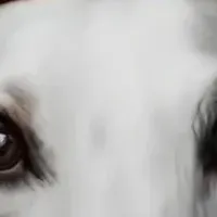 愛犬との絆深まるレッスン