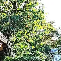 「HRダダ」盛況