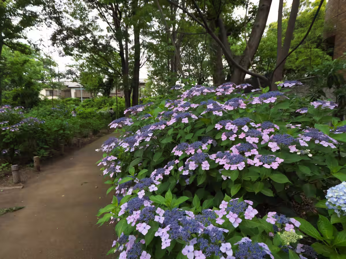 画像5