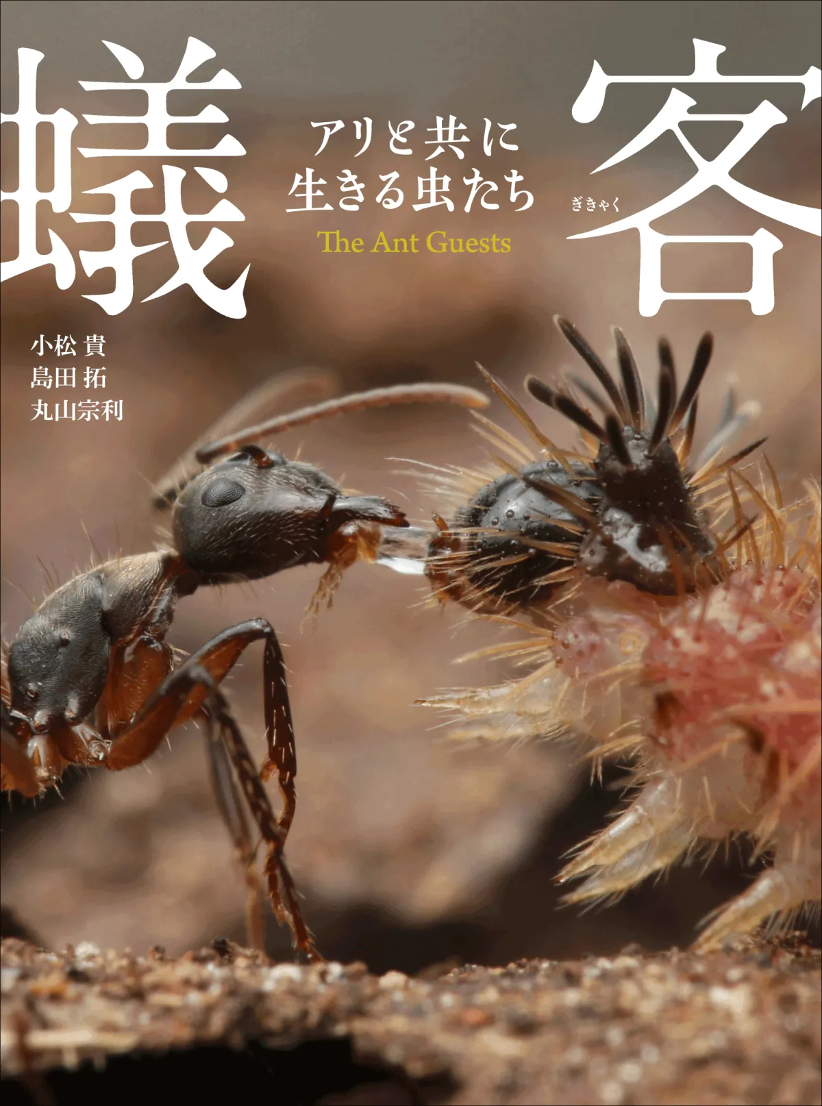 洋書　INSECTS IN FLIGHT 昆虫の飛行　大型写真集 洋書 INSECTS IN FLIGHT 昆虫の飛行 大型写真集