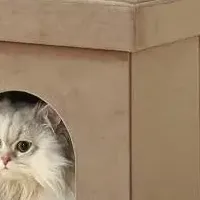 ペットと使えるスツール