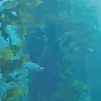 KAISO BANKの万博出展