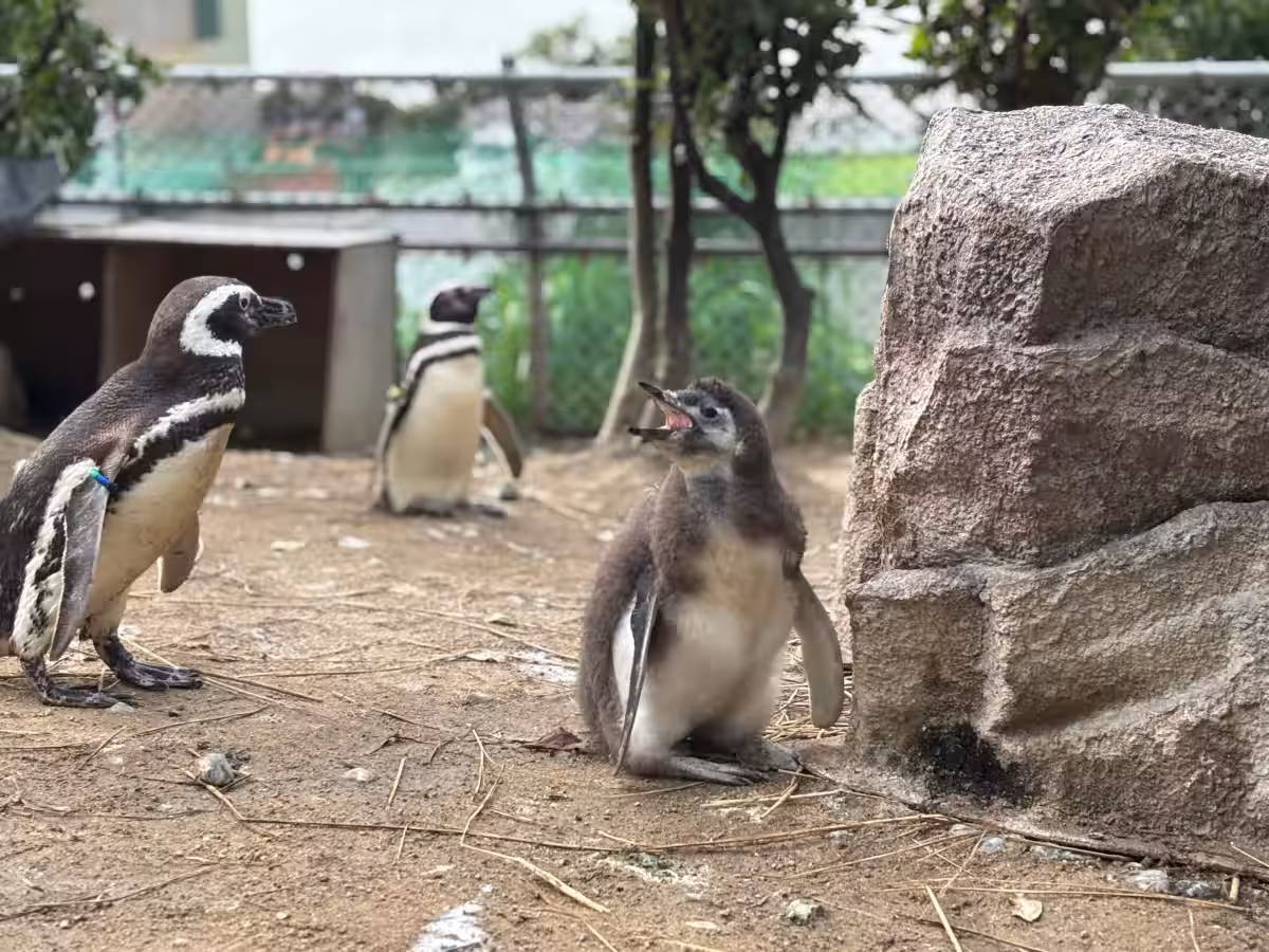 画像11