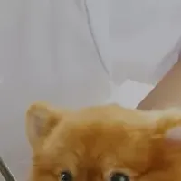 動物病院採用支援