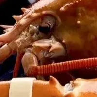 幻のオレンジロブスター