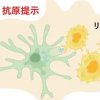 イムノロックの挑戦