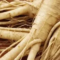 高麗人参の未来を共に