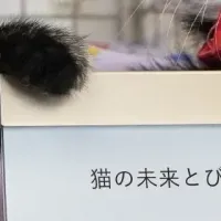 猫モチーフイヤホン寄付