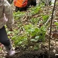 蓼科で植樹体験