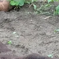 髪の毛と農業