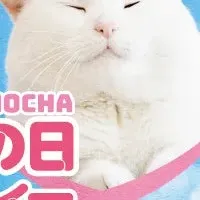 猫カフェのチャリティー