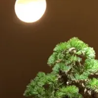 高級盆栽の新サービス