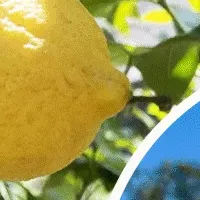 大井町祭りでレモネード