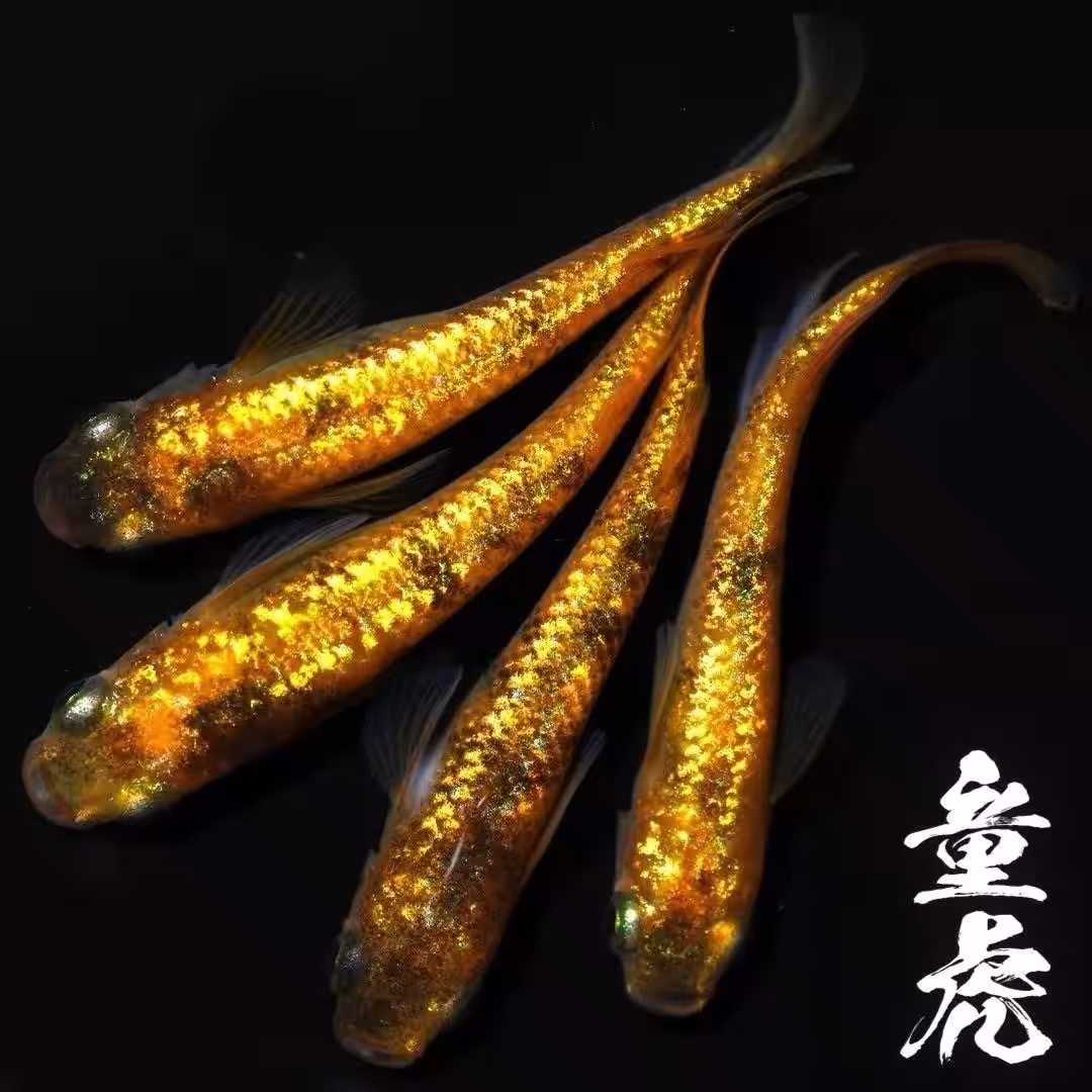 画像9