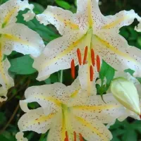 六甲高山のヤマユリ