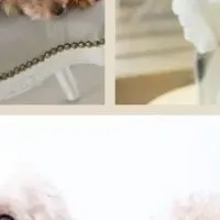 愛犬と保護犬を支援