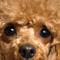 ペットの思い出ダイヤ