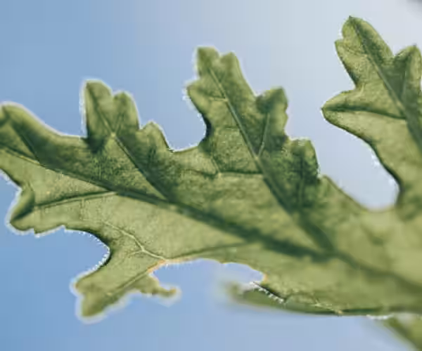 画像15