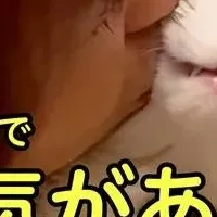 猫吸い人気ランキング