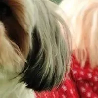 室内犬を迎える前に