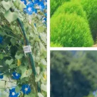 世羅の花夢の里