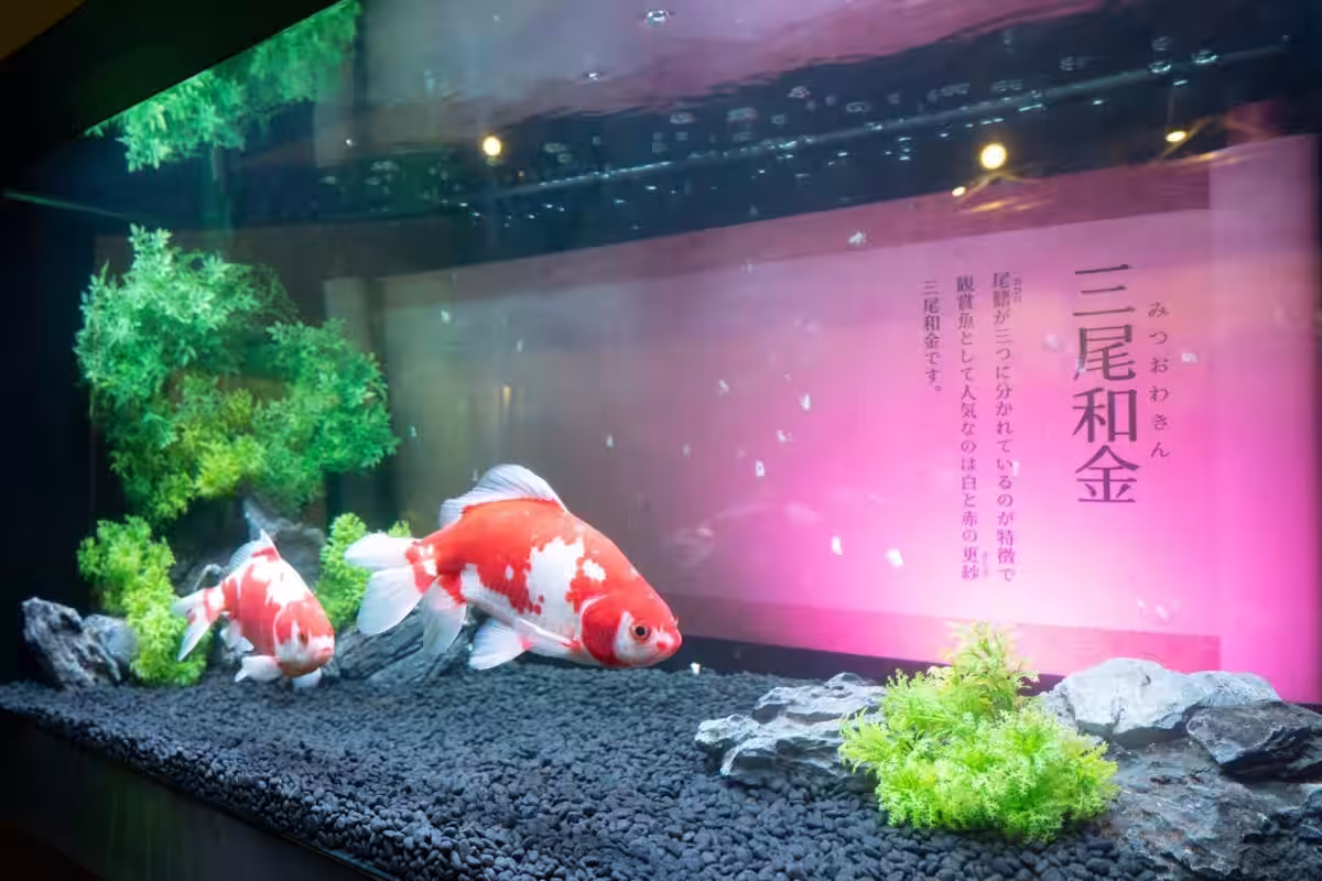 画像17