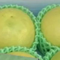 ジャクソンフルーツ上陸！