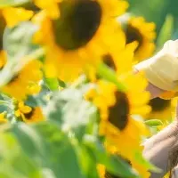 ひまわり満開