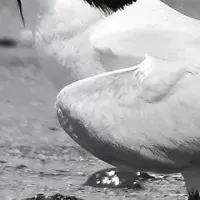 WWFと生物多様性