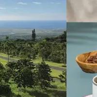 希少なコーヒー登場