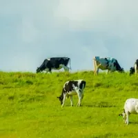 極上milkkiss登場！