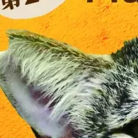 猫とアートの癒し展