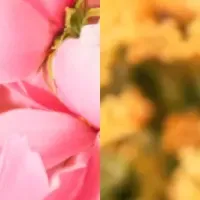 秋の新香り特集