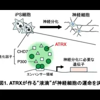 神経細胞の分化メカニズム