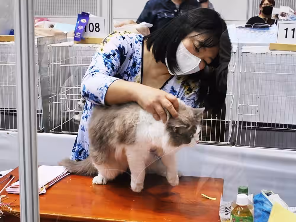 画像13