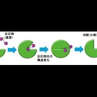 酵素反応を可視化