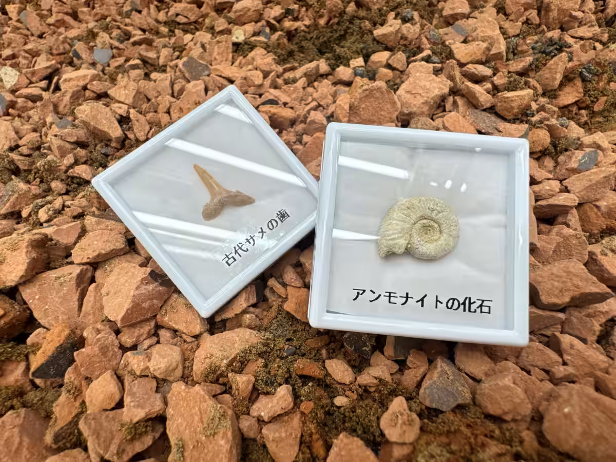 画像10