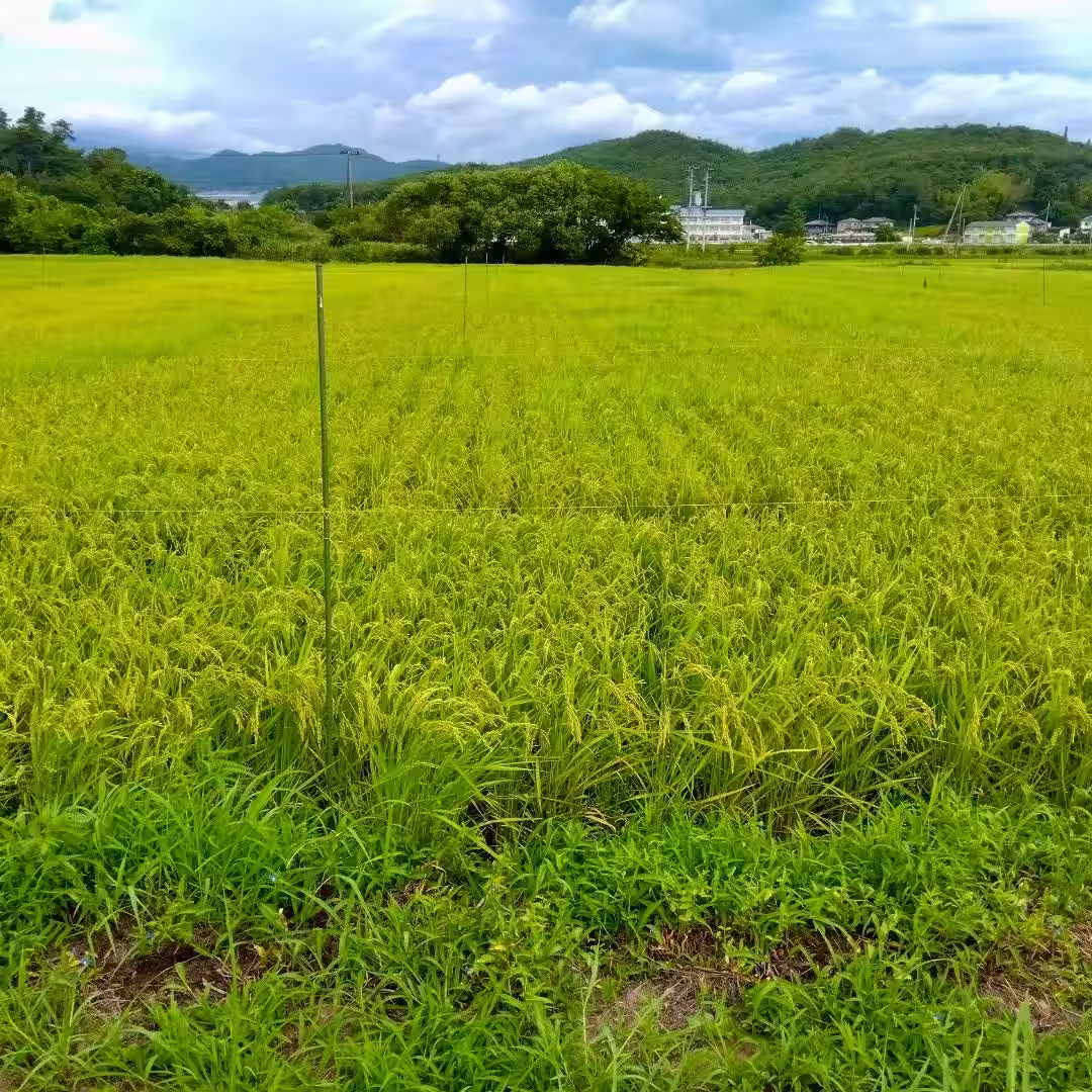 画像6