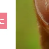 猫の健康を守るAI