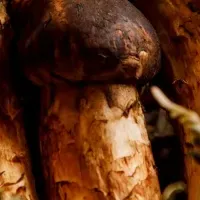 松茸と和牛の贅沢