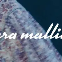 Sara mallika新作