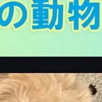 DreamVidペット擬人化