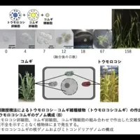 新たな交雑植物の誕生