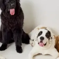 犬席屋が表参道に