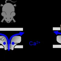 骨格筋とCa2+遊離