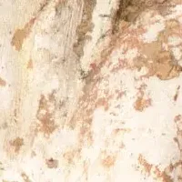 特別展の魅力