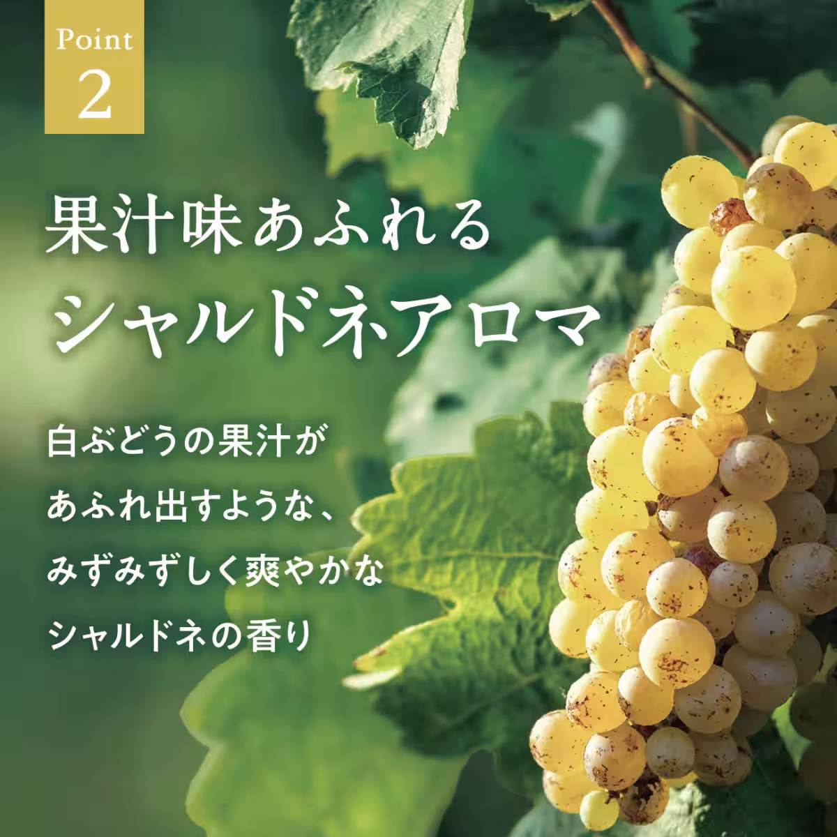 画像16