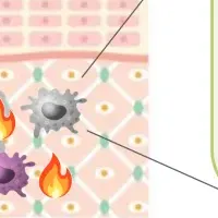 植物による老化防止