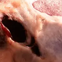 食肉祭2025開催