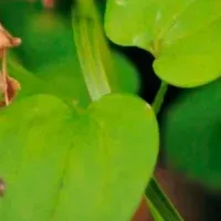 吉田勝信の個展